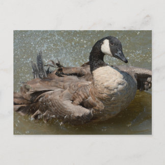 Canada goose bathing in lake postcard