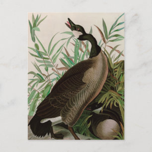 Canada Goose Birds of America Audubon Print Holiday Postcard