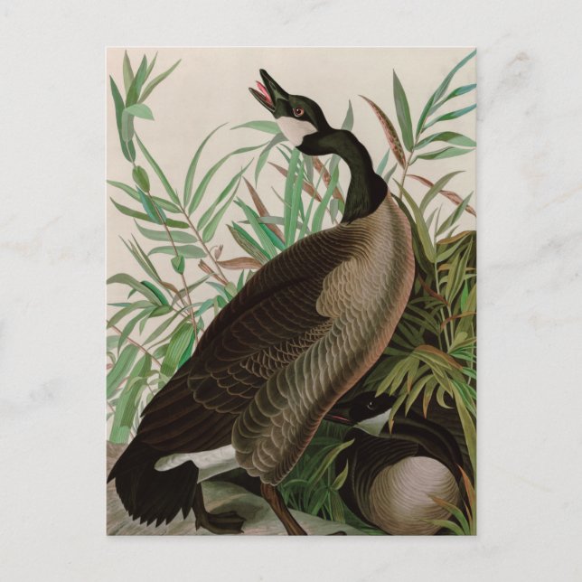 Canada Goose Birds of America Audubon Print Holiday Postcard (Front)