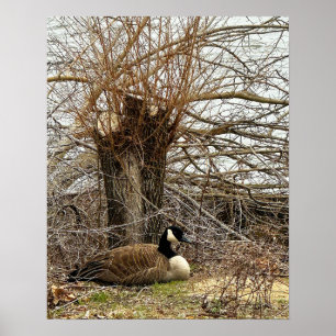 Canada Goose by Tree Poster