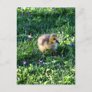 Canada Goose Chick on Grass with Flowers Postcard