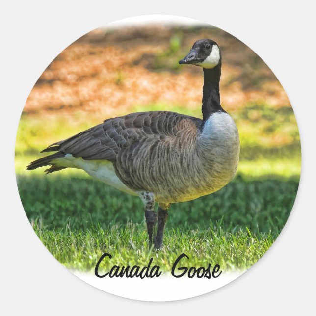 CANADA GOOSE CLASSIC ROUND STICKER (Front)