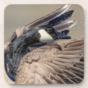 Canada Goose Coaster