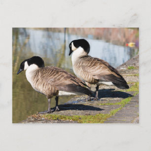 Canada Goose Couple Postcard