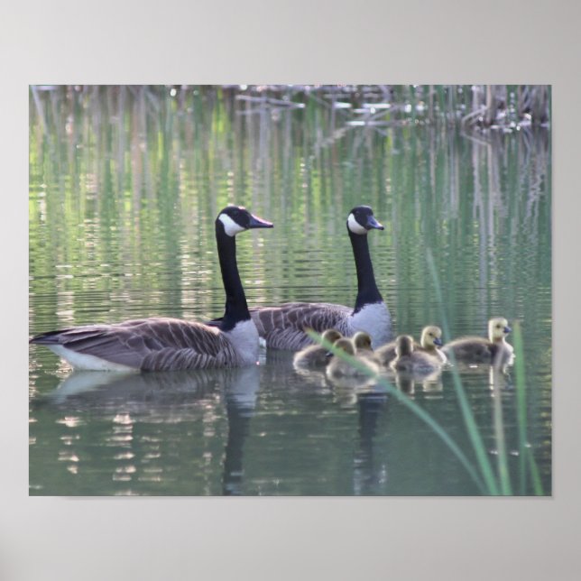 Canada Goose Family 3 Wildlife Poster (Front)