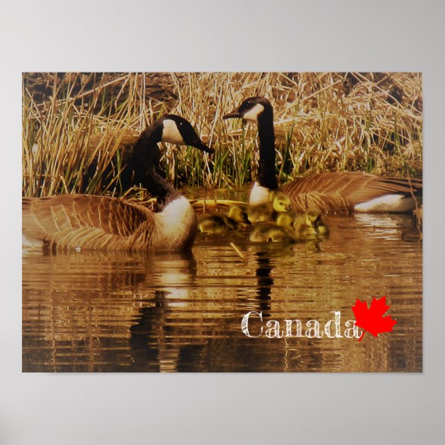 Canada Goose Family Cute Babies Goslings Geese Poster (Front)