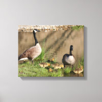 Canada Goose Family Nature