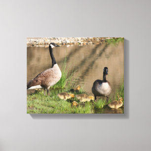 Canada Goose Family Nature Canvas Print