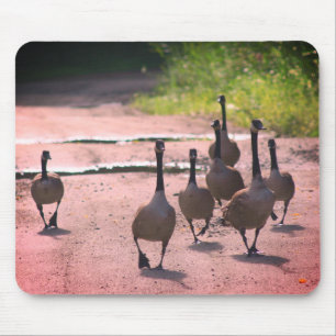 Canada Goose Family Nature Mouse Mat