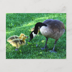 Canada goose family postcard