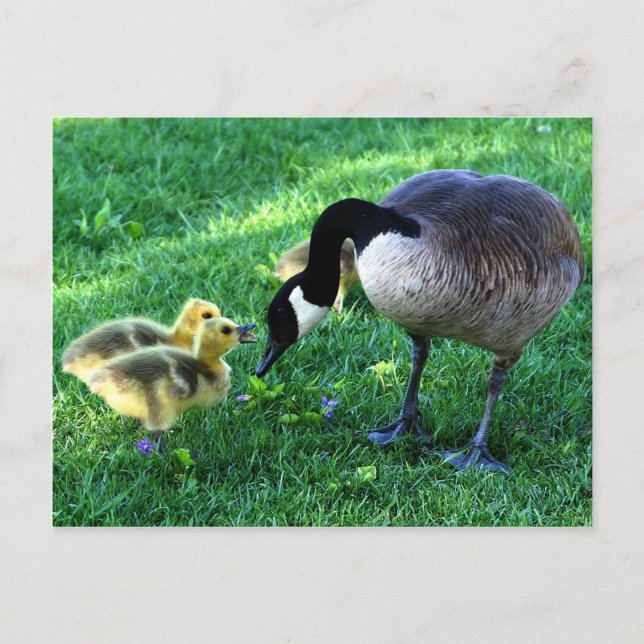 Canada goose family postcard (Front)