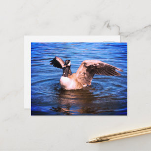 Canada Goose Flapping Her Wings Blue Water Nature Postcard