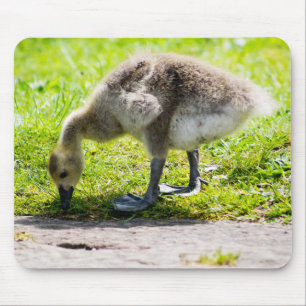 Canada Goose Gosling Mouse Mat