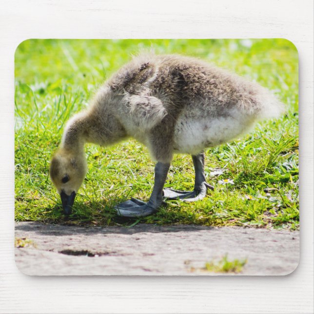 Canada Goose Gosling Mouse Mat (Front)