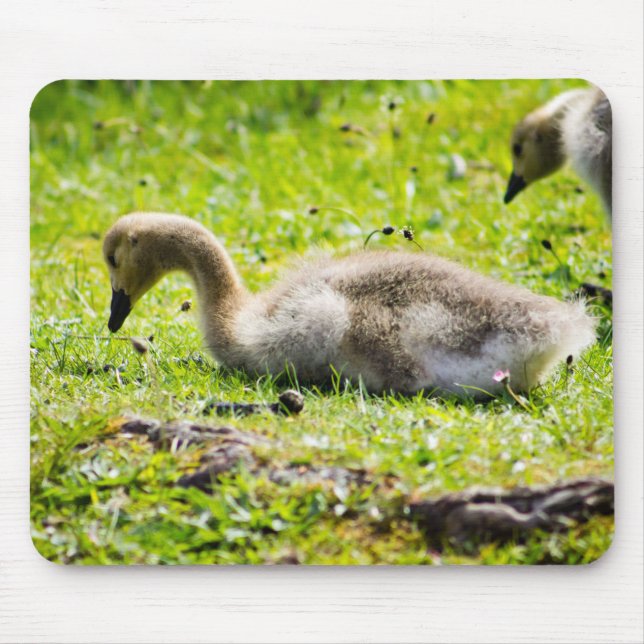Canada Goose Gosling Mouse Mat (Front)