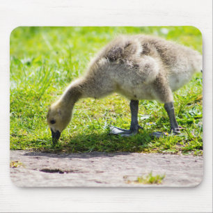 Canada Goose Gosling Mouse Mat