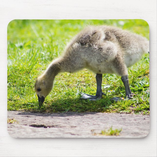 Canada Goose Gosling Mouse Mat (Front)