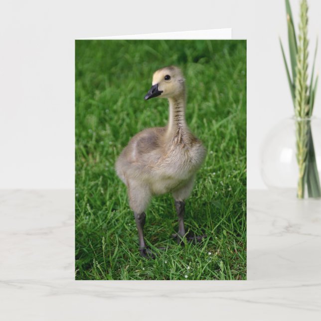 Canada Goose Gosling Notecard (Front)