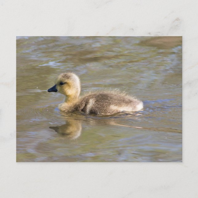 Canada Goose Gosling Postcard (Front)
