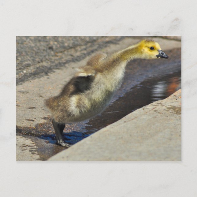 Canada Goose Gosling Postcard (Front)