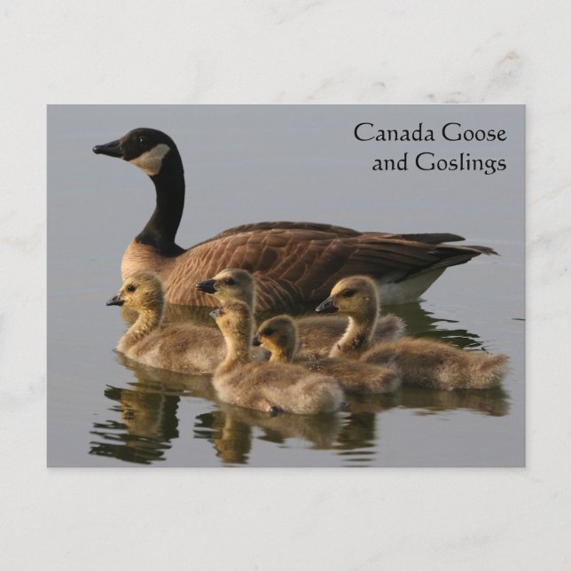 Canada Goose & Goslings Wildlife Series # 17 Postcard (Front)