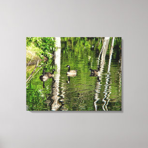 (Canada) Goose Green Canvas Print
