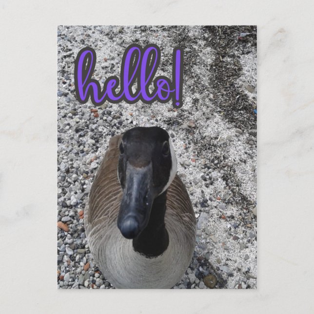 Canada Goose Hello Postcard (Front)