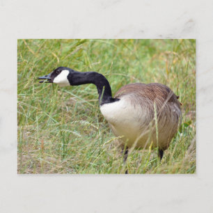 Canada goose in grass postcard
