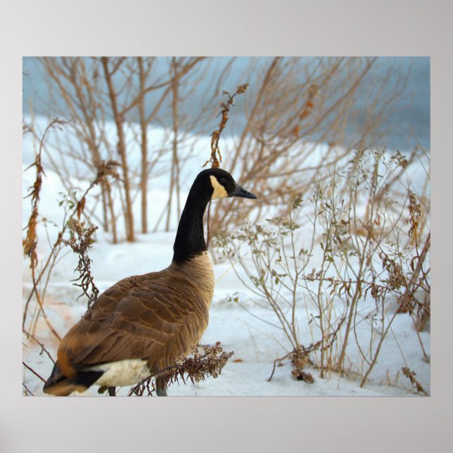 Canada Goose in Snow Poster (Front)