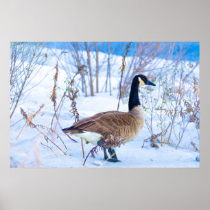 Canada Goose in Snow Poster