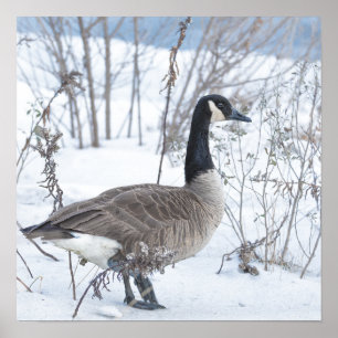 Canada Goose in Snow Poster
