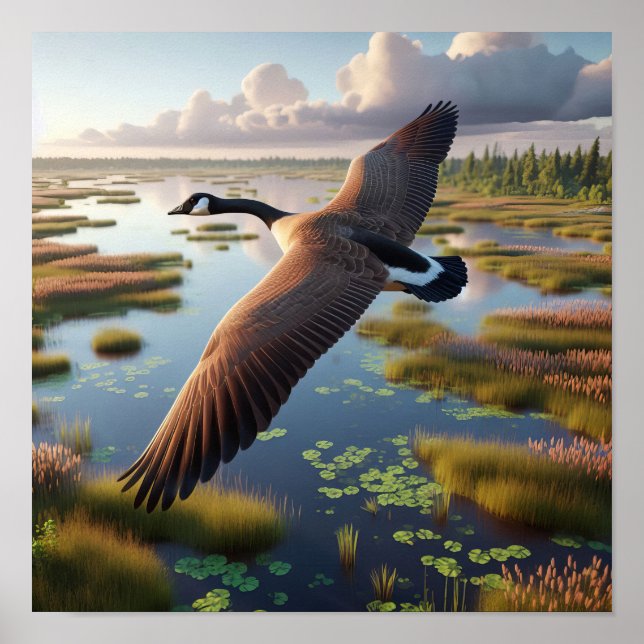 Canada Goose in Tranquil Wetlands Poster (Front)
