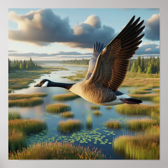 Canada Goose in Tranquil Wetlands Poster (Front)