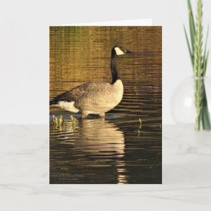 Canada Goose In Water With Reflection Card