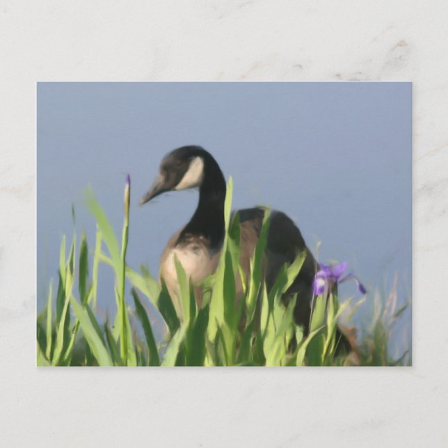 Canada Goose Irises Animal Art Postcard (Front)