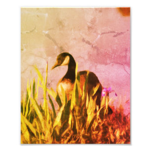 Canada Goose Irises Distressed Nature Art 8x10 Photo Print