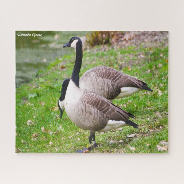 Canada Goose Jigsaw Puzzle (Horizontal)