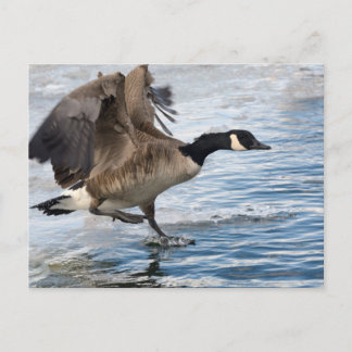 Canada goose Landing on winter lake Postcard