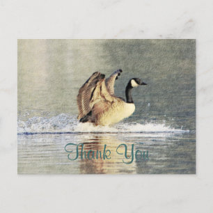 Canada Goose Landing Postcard
