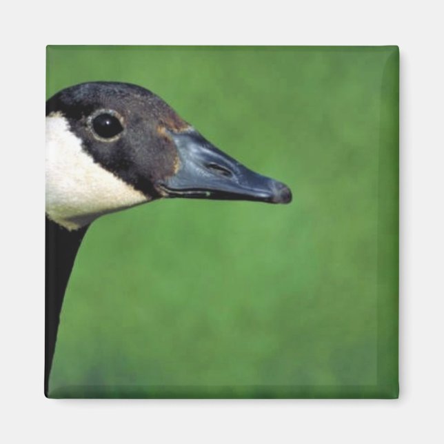 Canada goose magnet (Front)