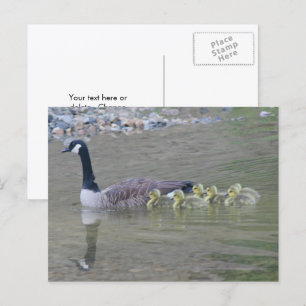 Canada Goose Mom Babies Nature Photo Postcard