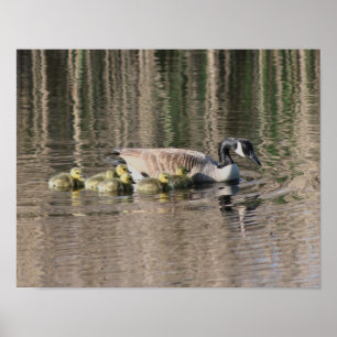 Canada Goose Mum Babies Wildlife Poster