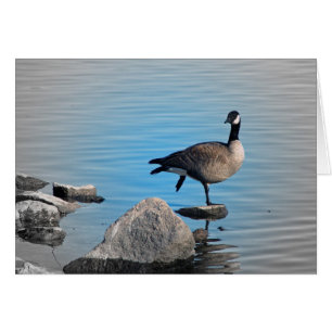 Canada Goose on Rocks