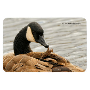 Canada Goose on the Lake Magnet