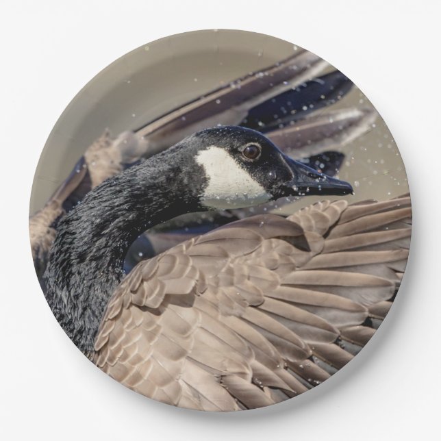 Canada Goose Paper Plate (Front)