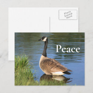 Canada Goose Peace Inspirational  Postcard