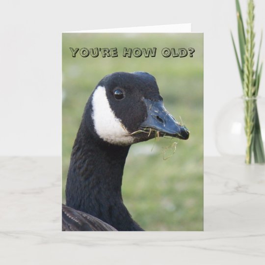 Canada Goose Photo Funny Birthday Card | Zazzle.co.uk