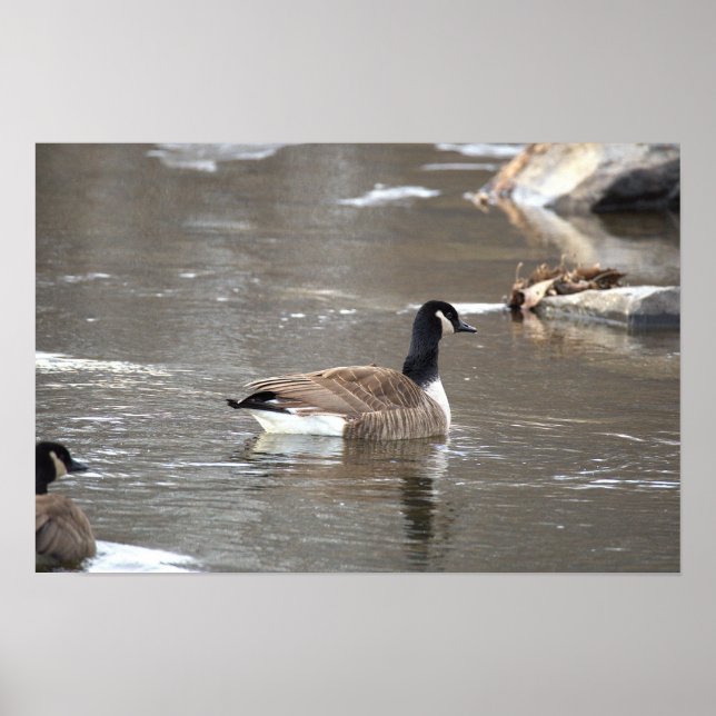 Canada Goose Photo Poster (Front)