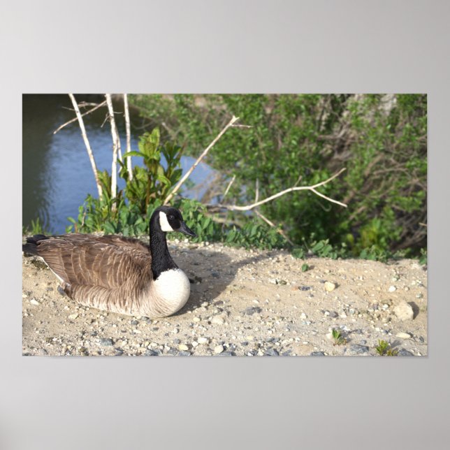 Canada Goose Photo Poster (Front)