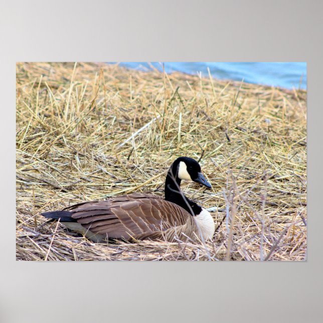 Canada Goose Photo Poster (Front)